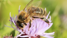 DublinHoneyProject bee