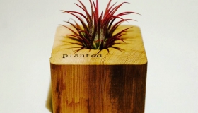 Planted-IMG_7019