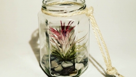 Planted-IMG_7020
