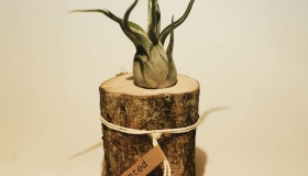 Planted-IMG_7021
