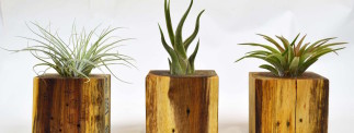 Planted Stall at the Dublin Flea Christmas Market