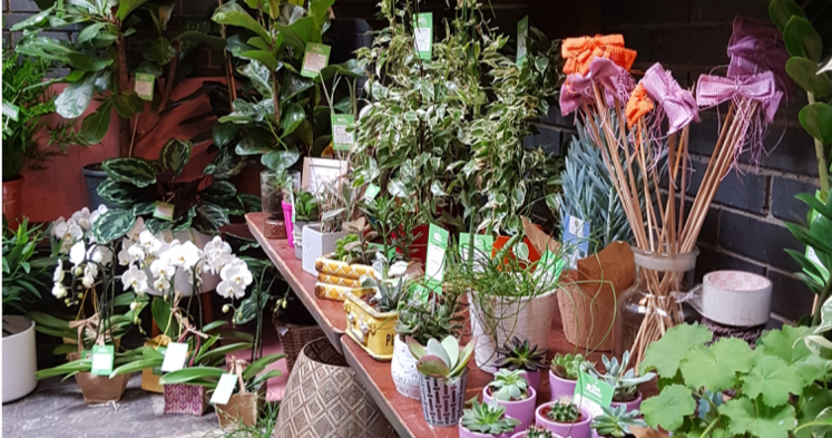 PlantStore stall at the Dublin Flea Christmas Market